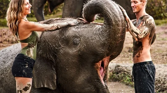 エレファントマッドファン